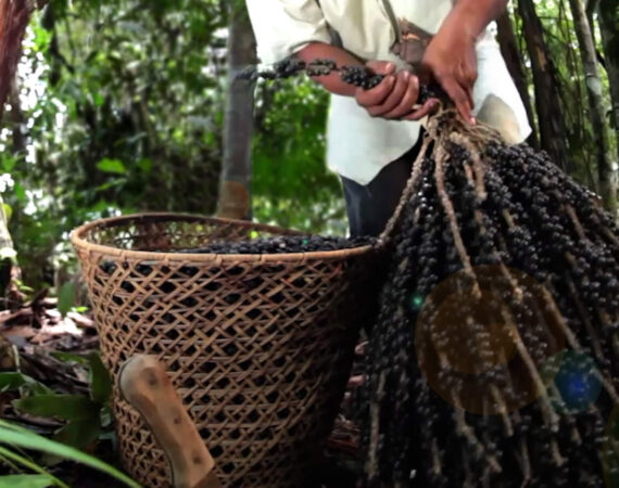 A man holding a large plant with berries on it, next to a basket.