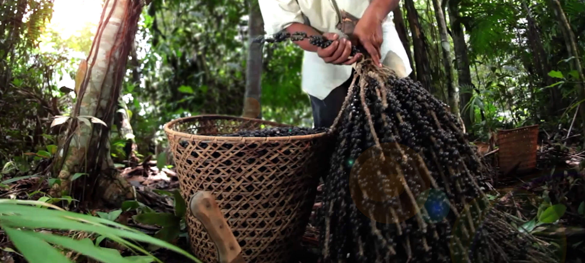 A man holding a large plant with berries on it, next to a basket.