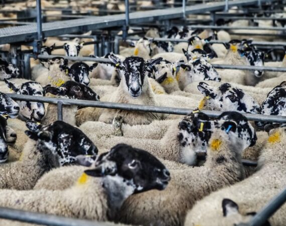 A picture of sheep crowded in small pens.