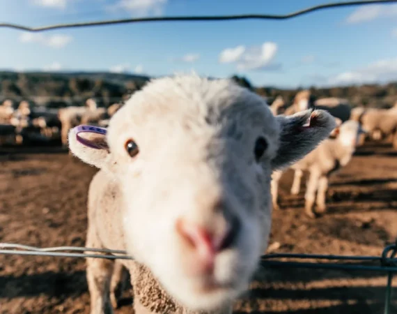 A picture of a cow in a pen with it’s nose close to the camera.