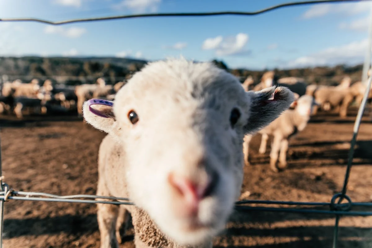 A picture of a cow in a pen with it’s nose close to the camera.