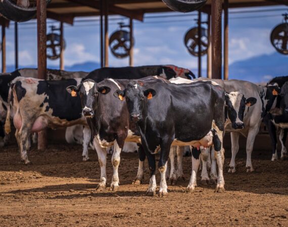 A picture of cows at a dairy.