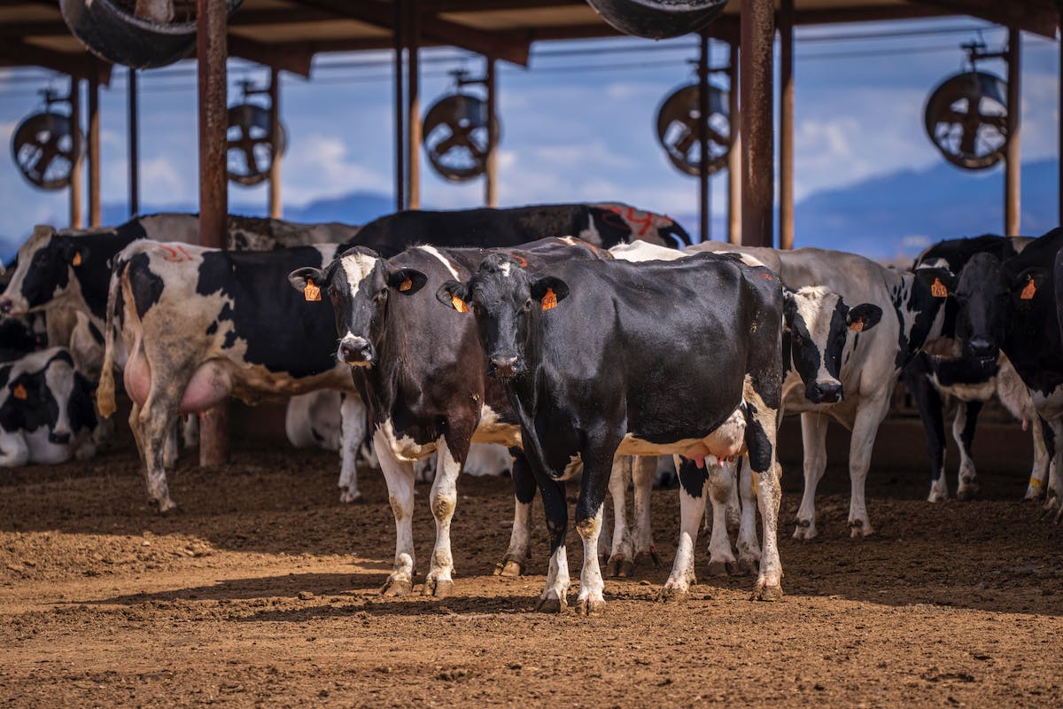 A picture of cows at a dairy.