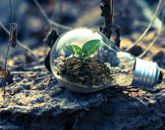 A picture of a lightbulb sitting on a rock, with dirt and a small plant inside.