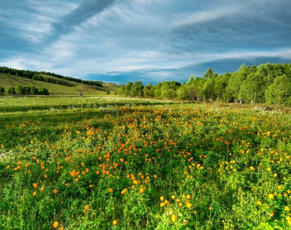 A green field with flowers, and trees in the background.