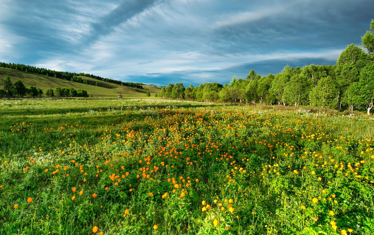 A green field with flowers, and trees in the background.