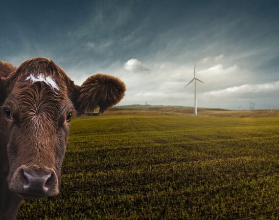 a-cow-facing-the-camera-with-a-field-and-wind-turbine-in-the-background